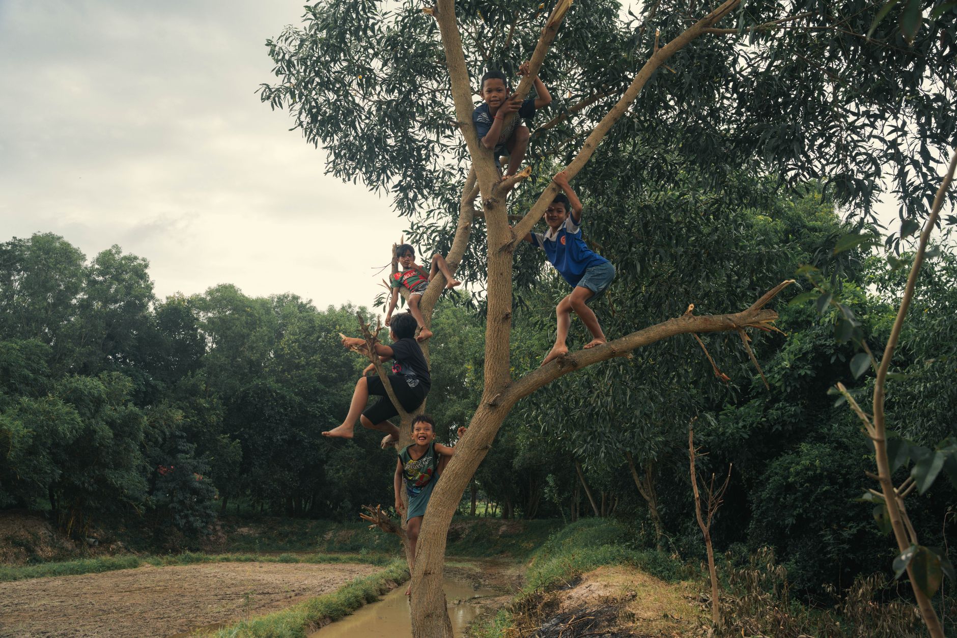 Joyful kids climbing a tree in a serene outdoor setting, showcasing childhood adventure.
